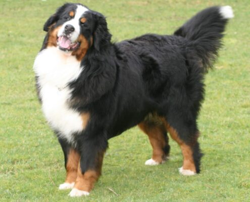 Bernese Dağ Köpeği Bernese Dağ Köpeği