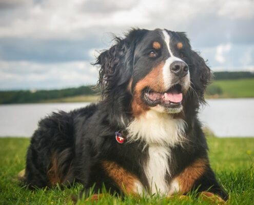 Bernese Dağ Köpeği Bernese Dağ Köpeği