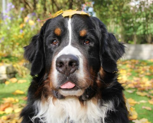 Bernese Dağ Köpeği Bernese Dağ Köpeği