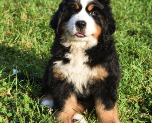 Bernese Dağ Köpeği Bernese Dağ Köpeği