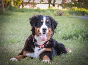 Bernese Dağ Köpeği Bernese Dağ Köpeği