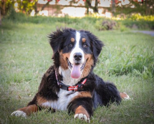 Bernese Dağ Köpeği Bernese Dağ Köpeği