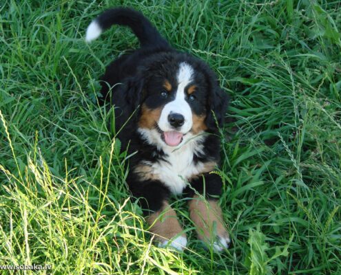 Bernese Dağ Köpeği Foto Galeri Bernese Dağ Köpeği Foto Galeri
