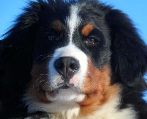 Bernese Dağ Köpeği Fotoğrafları Bernese Dağ Köpeği Fotoğrafları