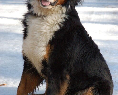 Bernese Dağ Köpeği Galeri Bernese Dağ Köpeği Galeri