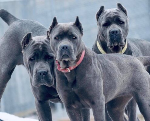 Cane Corso