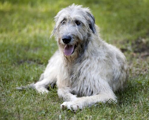 İrlanda Kurt Köpeği İrlanda Kurt Köpeği