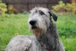 İrlanda Kurt Köpeği İrlanda Kurt Köpeği