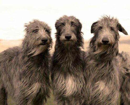 İrlanda Kurt Köpeği Foto Galeri İrlanda Kurt Köpeği Foto Galeri