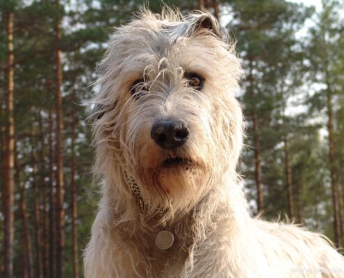 İrlanda Kurt Köpeği Fotoğrafları İrlanda Kurt Köpeği Fotoğrafları