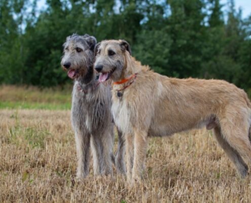 İrlanda Kurt Köpeği İrlanda Kurt Köpeği