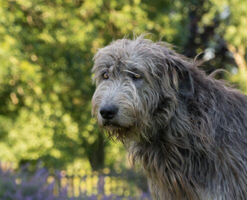 İrlanda Kurt Köpeği Resim Galerisi İrlanda Kurt Köpeği Resim Galerisi