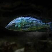 Kral Cichlid