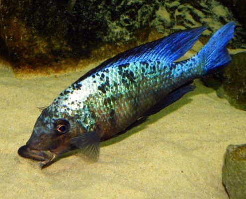 Kral Cichlid