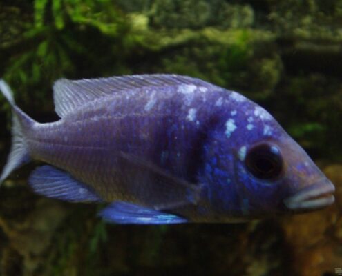 Kral Cichlid