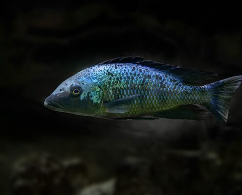 Kral Cichlid