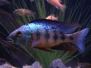 Kral Cichlid Resimleri