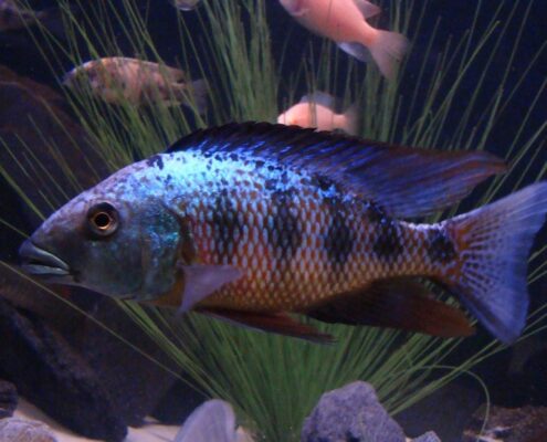 Kral Cichlid Resimleri