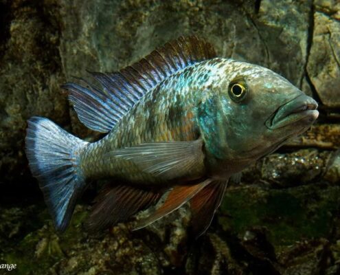 Kral Cichlid Resimleri
