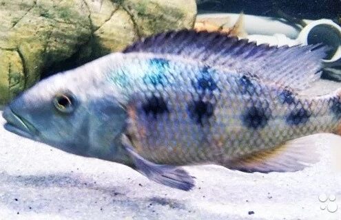 Kral Cichlid Resimleri
