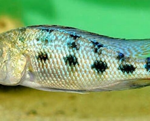 Kral Cichlid Resimleri