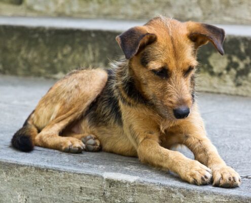 Sokak Köpeği