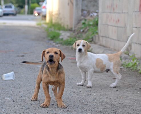 Sokak Köpeği