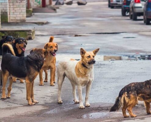 Sokak Köpeği