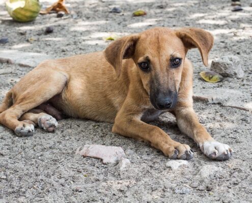 Sokak Köpeği