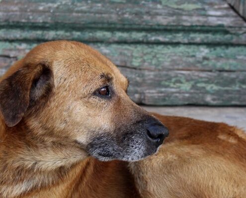 Sokak Köpekleri