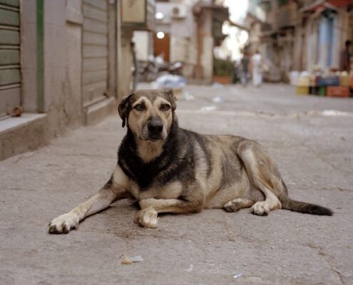 Sokak Köpekleri