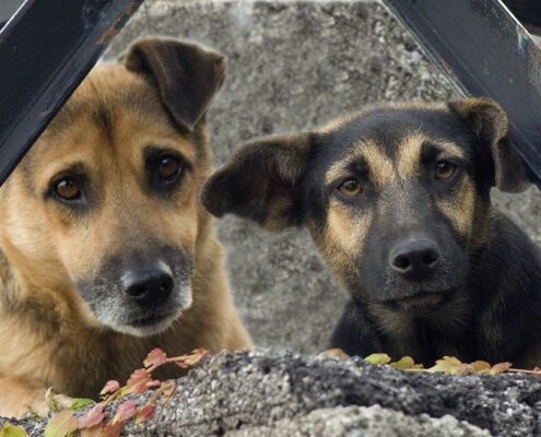 Sokak Köpekleri