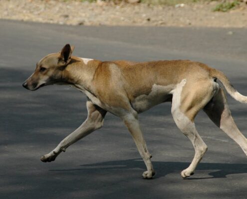 Sokak Köpekleri
