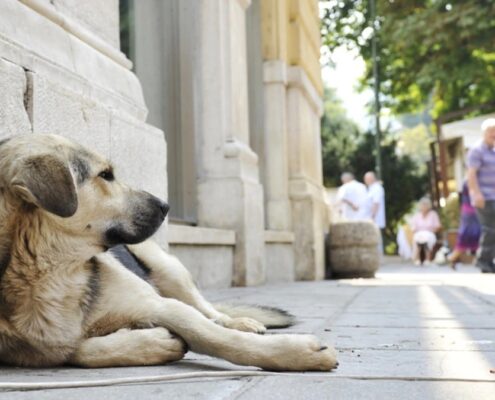 Sokak Köpekleri