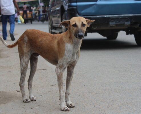 Sokö (Sokak Köpeği)