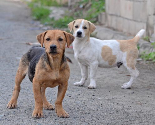 Sokö (Sokak Köpeği)
