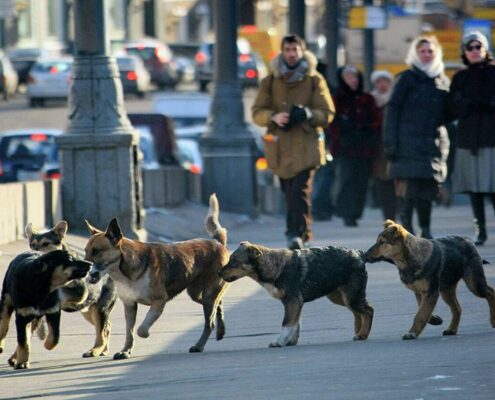 Sokö (Sokak Köpeği)