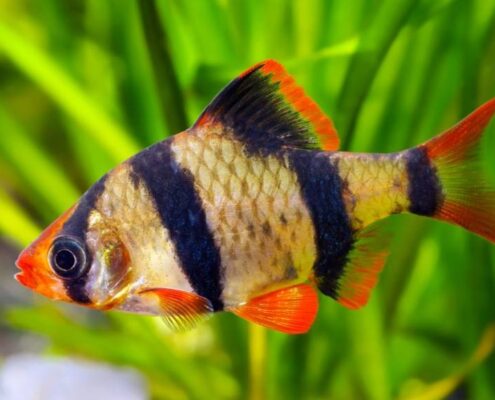Tetrazon (Kaplan Barb) Resimleri