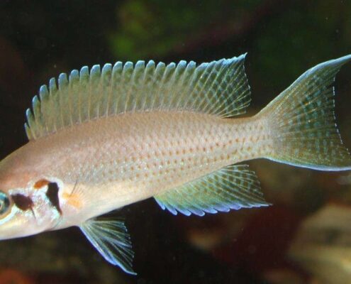 Brichardi Brichardi