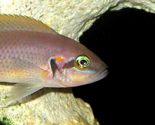 Brichardi Brichardi