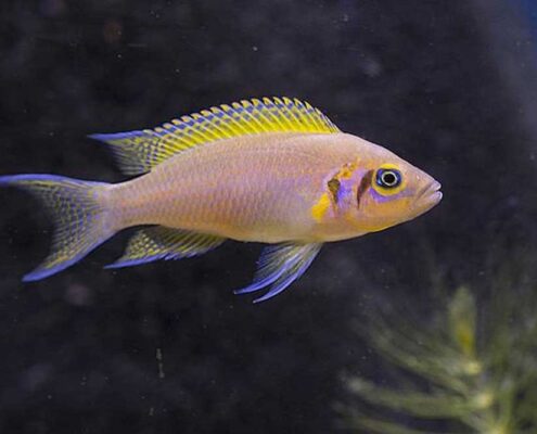 Brichardi Fotoğrafları Brichardi Fotoğrafları