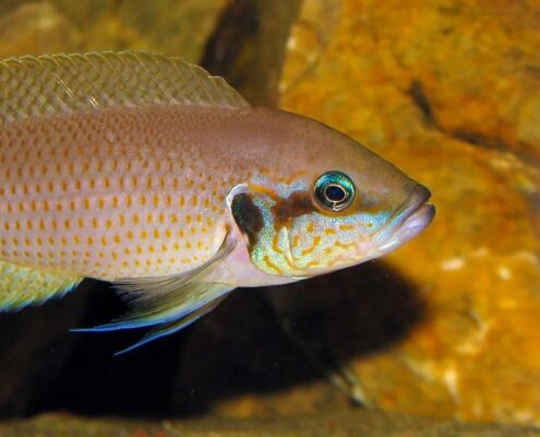 Brichardi Resimleri Brichardi Resimleri