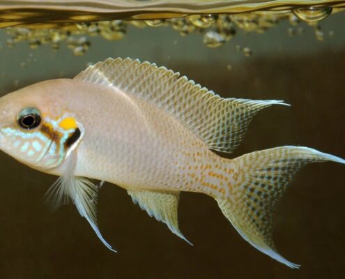 Brichardi Resimleri Brichardi Resimleri
