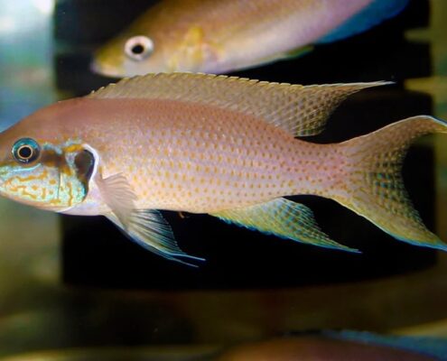 Brichardi Resimleri Brichardi Resimleri