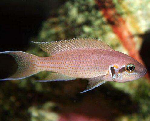Brichardi Brichardi