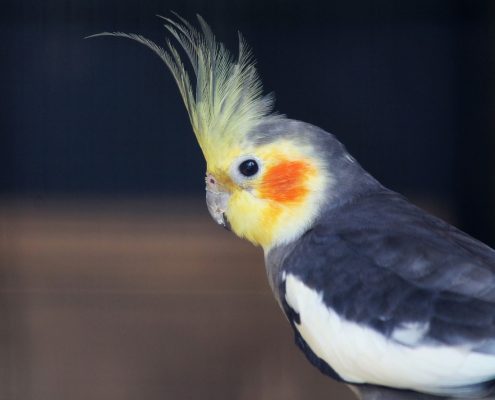 Sultan Papağanı (Kakadu)