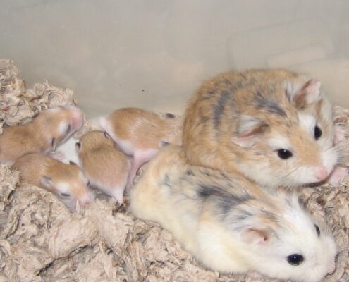 Roborovski (Cüce) Hamster