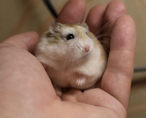 Roborovski (Cüce) Hamster