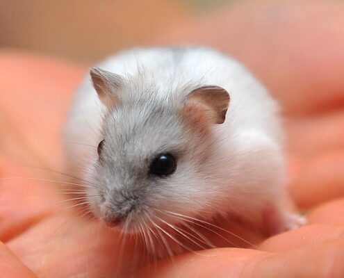 Roborovski (Cüce) Hamster