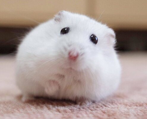 Roborovski (Cüce) Hamster